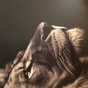 Karl Lagerfeld White Limited Edition Women's Shirt S - KARL'S PARIS Map